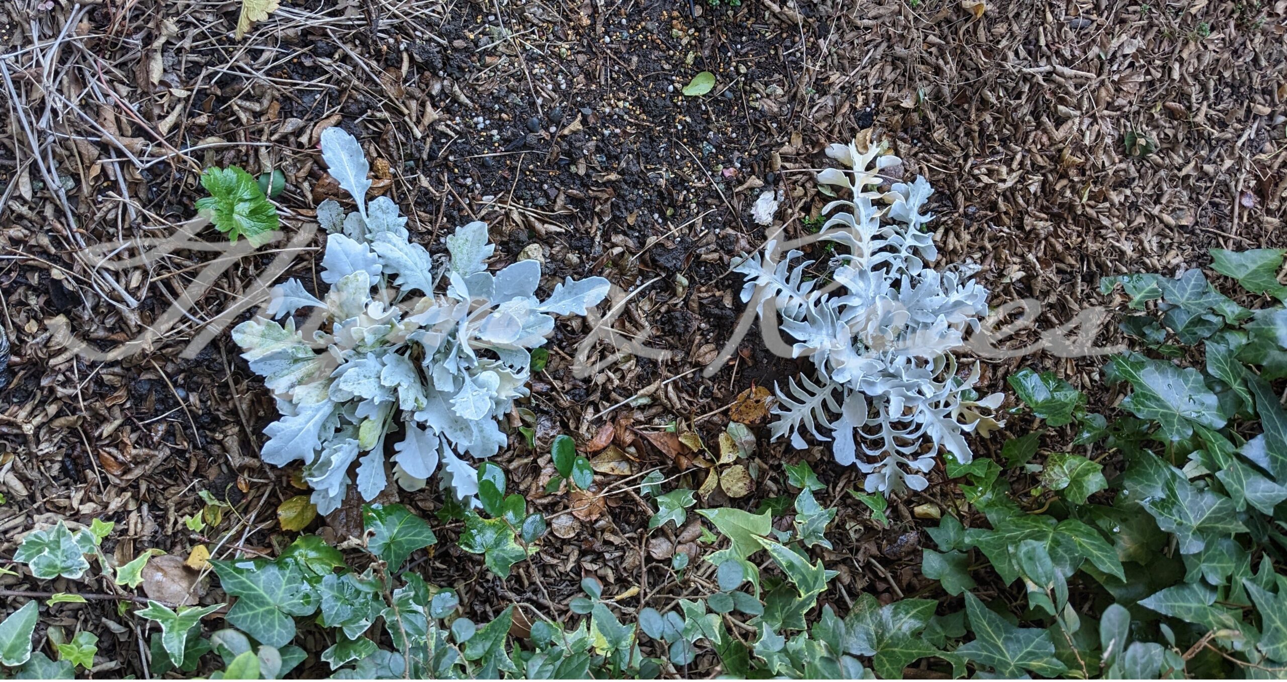 セントーレア’マジック シルバー’ [Centaurea cineraria'Magic Silver']